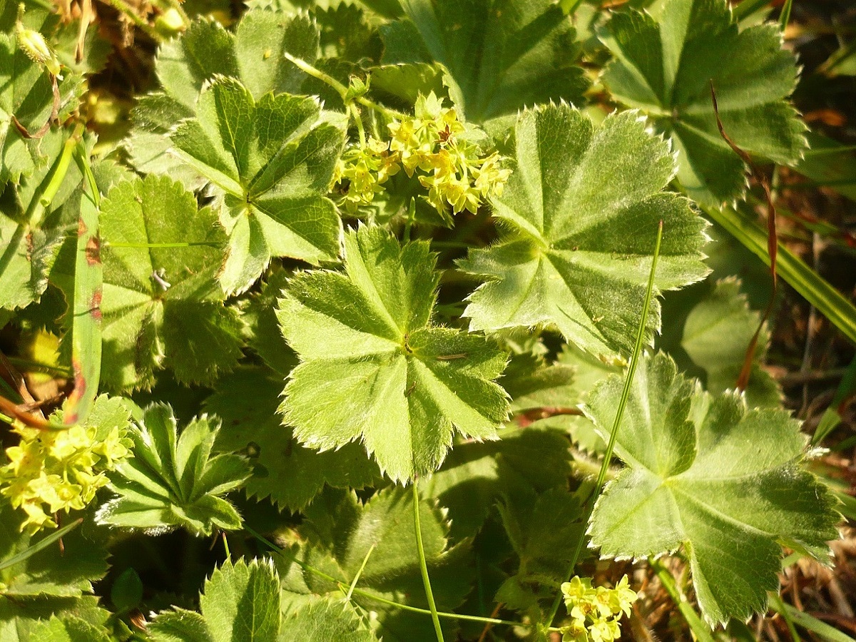 Alchemilla flabellata (Rosaceae)